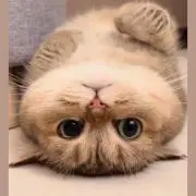 じゃんばりの画像