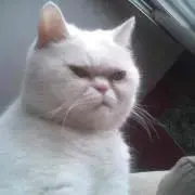 boo isの画像