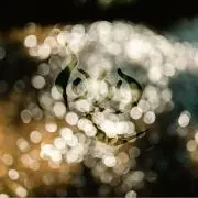 1000zの画像