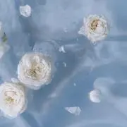ayaの画像