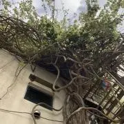 瑛