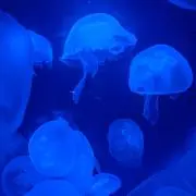 ちゃちゃ