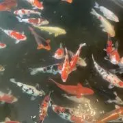 saの画像