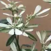 おもち☺︎の画像