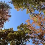 山のものの画像