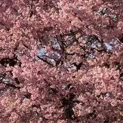 【即購入大歓迎】最安値出品者の画像
