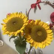 花の画像