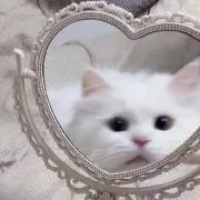 にゃんたろうの画像
