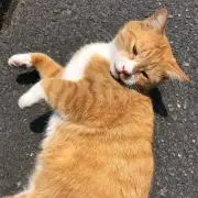 ぽむ