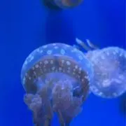 くらげの画像