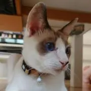 みょんの画像