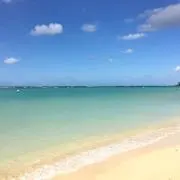 Pinotの画像