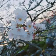 ピュレグミの画像