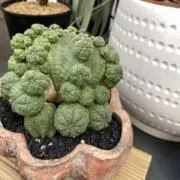 hoyonの画像