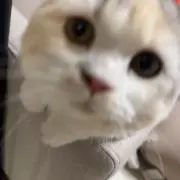 レタスの画像