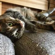 ニャン
