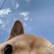 ㅇㅅㅇ