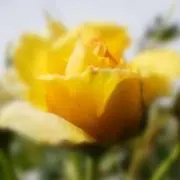 yellowRoseの画像
