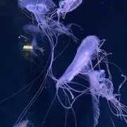 uniKurageの画像