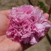 八重桜猫@即購入OK