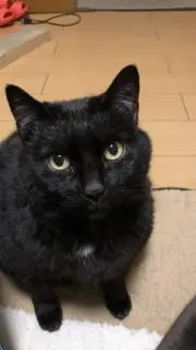 わつの画像