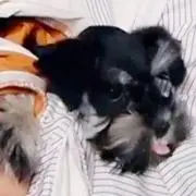 人