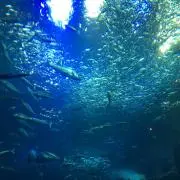はぴ。の画像