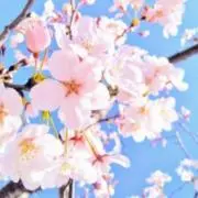 R_A31の画像