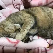 さめや