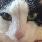 ぴっかりんプロフ必読の画像