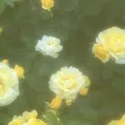 かいの画像
