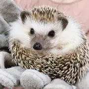 mieの画像