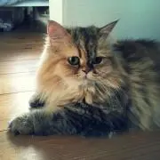 tommyの画像