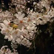 あきな