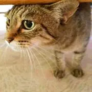 meekoの画像
