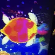 結星恋の画像