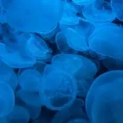 かたつむり にほん
