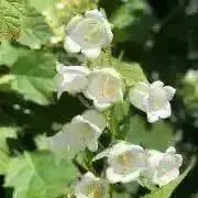 シオンの画像