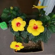 ハイジの画像