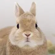 ありーの画像
