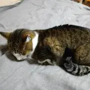 ホリメルの画像