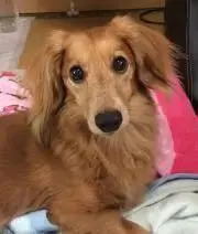 しなっぴの画像