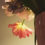 viviviviの画像