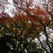 NewGreenGoldの画像