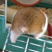 ハムハムの画像
