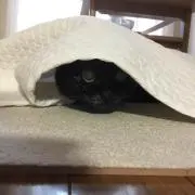 ネロの画像