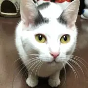 Komeee