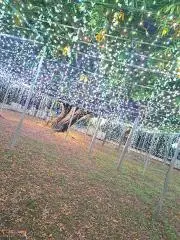 Aの画像