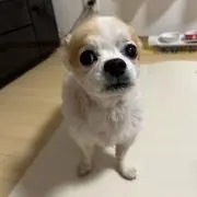 シェリー