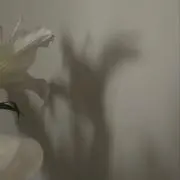 ののの画像